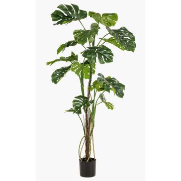 Plante artificielle Philodendron monstera deliciosa TANIESO, tronc artificiel, racines aériennes, 180 cm Plante artificielle Philodendron monstera deliciosa TANIESO, tronc artificiel, racines aériennes, 180 cm