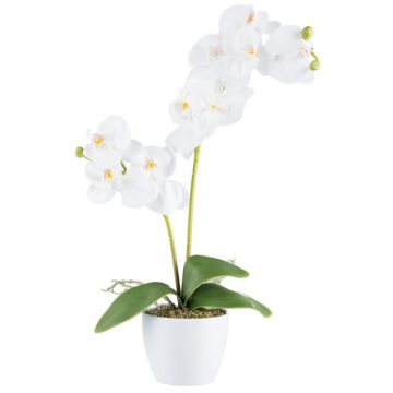 Orchidée Phalaenopsis artificielle KRUZBER, pot en céramique, racines, blanc, 55cm