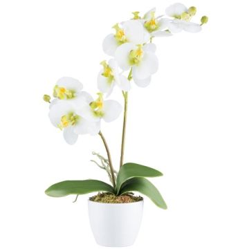 Orchidée Phalaenopsis artificielle KRUZBER, pot en céramique, racines, blanc-vert, 55cm Orchidée Phalaenopsis artificielle KRUZBER, pot en céramique, racines, blanc-vert, 55cm