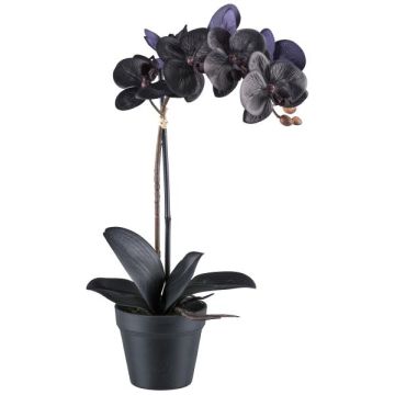 Fleur décorative Orchidée Phalaenopsis ZEMFRAL, pot décoratif, racines, noir, 50cm Fleur décorative Orchidée Phalaenopsis ZEMFRAL, pot décoratif, racines, noir, 50cm