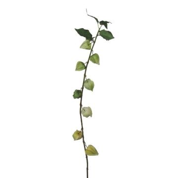 Branche décorative Physalis BROLE avec des fruits, vert clair, 95cm