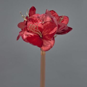 Amaryllis velouté KIRSTY, rouge, 70cm, Ø9cm