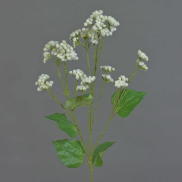 Fleur artificielle Eupatorium KORALIA, crème, 80cm