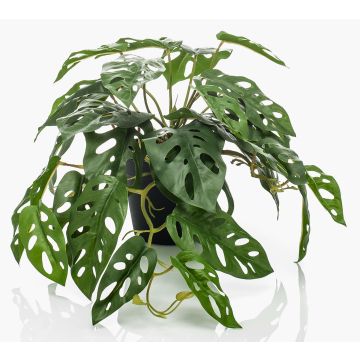 Philodendron décoratif Monstera Deliciosa TREVYN, 55cm