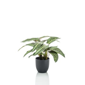 Calathea Zebrina artificiel VAIDA en pot décoratif, vert-blanc, 40cm Calathea Zebrina artificiel VAIDA en pot décoratif, vert-blanc, 40cm