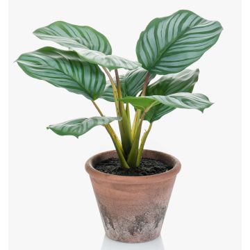 Plante artificielle Calathea Orbifolia ESMIE en pot de terre cuite, vert-blanc, 30cm