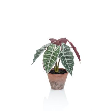 Faux Alocasia Sanderiana GARCIA, pot en terre cuite, vert-blanc, 30cm