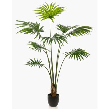 Palmier artificiel Livistona FAVIOLA en pot décoratif, 160cm Palmier artificiel Livistona FAVIOLA en pot décoratif, 160cm