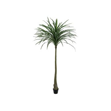Dracaena Reflexa artificiel TABIVO, tronc artificiel, vert, 220cm