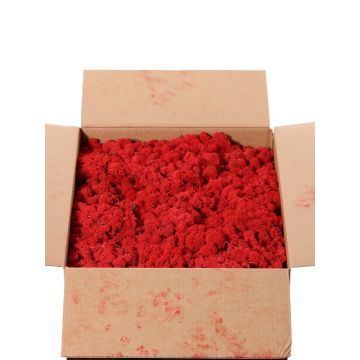 Mousse d'Islande naturelle SVEINBJÖRN, rouge, 2,7kg Mousse d'Islande naturelle SVEINBJÖRN, rouge, 2,7kg