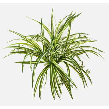 Chlorophytum artificiel KOCHAB, sur piquet, vert-jaune, 55cm Chlorophytum artificiel KOCHAB, sur piquet, vert-jaune, 55cm