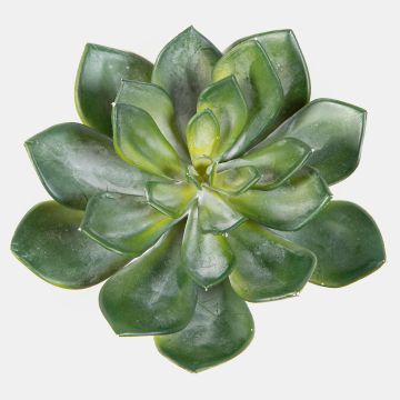 Echeveria pelusida en plastique CURSA sur piquet, vert, 15cm Echeveria pelusida en plastique CURSA sur piquet, vert, 15cm