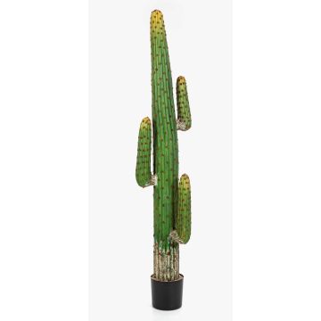 Cactus colonne artificiel GOMEISA, vert-rouge, 170cm