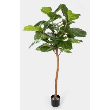 Ficus lyrata artificiel ADERITO, vrai tronc, vert, 170cm Ficus lyrata artificiel ADERITO, vrai tronc, vert, 170cm