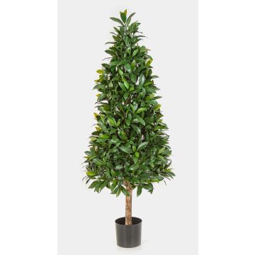Fausse pyramide de laurier MATAR, tronc naturel, crossdoor, 140cm