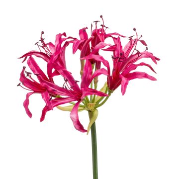 Amaryllis de jardin décoratif BAIMAI, fuchsia, 75cm