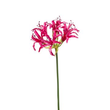 Amaryllis de jardin décoratif BAIMAI, fuchsia, 75cm