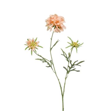 Fleur artificielle Scabiosa MARUA, pêche, 80cm Fleur artificielle Scabiosa MARUA, pêche, 80cm
