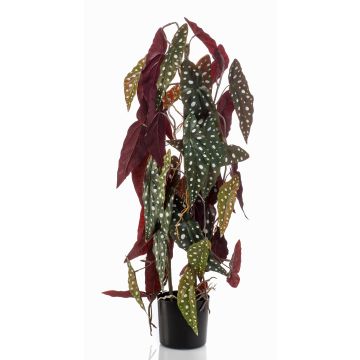 Bégonia maculata décoratif MICHIKO, vert-blanc, 75cm