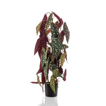 Bégonia maculata décoratif MICHIKO, vert-blanc, 75cm