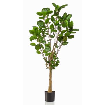 Plante artificielle Polyscias FAUZIA, tronc artificiel, 150cm