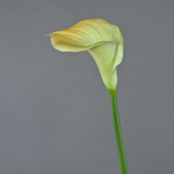 Fleur décorative Calla DAISCHI, jaune-vert, 70cm Fleur décorative Calla DAISCHI, jaune-vert, 70cm