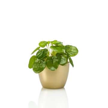 Pilea Peperomioide artificiel SYBIL, pot en céramique doré, vert, 13cm Pilea Peperomioide artificiel SYBIL, pot en céramique doré, vert, 13cm