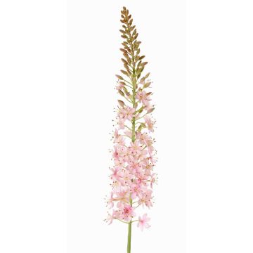 Grande fleur artificielle « bougie des steppes » SELINA, rose clair, 105 cm, Ø 9 cm Grande fleur artificielle « bougie des steppes » SELINA, rose clair, 105 cm, Ø 9 cm