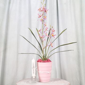 Dis-le avec des fleurs Partie 1