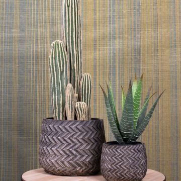 Rêve californien Rêve californien