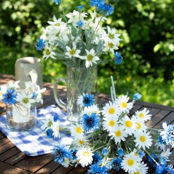 Fête de la bière (Oktoberfest) - O'zapft is Fête de la bière (Oktoberfest) - O'zapft is