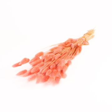 Herbe de lagurus séchée BORKA, botte, vieux rose, 55-75cm, Ø12cm