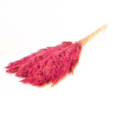 Botte de roseau séché DONJETA, violet, 70-80cm, Ø15cm