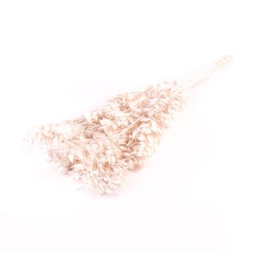 Branches séchées de ruscus AGNIATA, blanc, 70-75cm, Ø17cm