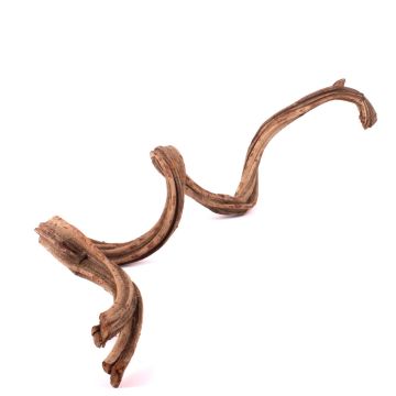 Liane séchée Cipo Rosca TANGUN, naturel, 100-120cm