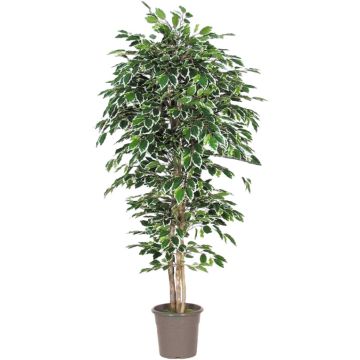 Ficus Benjamina artificiel LEVANTA, troncs naturels, vert-blanc, 150cm - Made in Italy