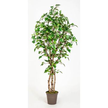 Bouleau blanc artificiel HINDRIKA, troncs naturels, vert, 300cm - Made in Italy