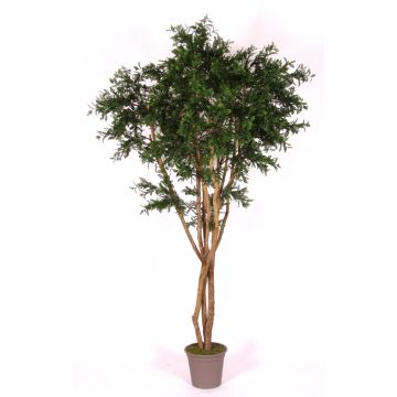 Acacia artificiel ANDRIY avec des troncs en bois véritable, crossdoor, vert, 250cm - Made in Italy