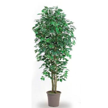 Ficus Benjamina décoratif LEONORET, troncs en bois véritable, vert-blanc, 150cm - Made in Italy Ficus Benjamina décoratif LEONORET, troncs en bois véritable, vert-blanc, 150cm - Made in Italy