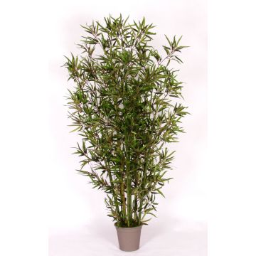 Bambou décoratif HILDEMARA, tiges de bambou naturelles, crossdoor, 175cm - Made in Italy Bambou décoratif HILDEMARA, tiges de bambou naturelles, crossdoor, 175cm - Made in Italy