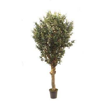 Olivier artificiel CECILIO, tronc en bois véritable, avec des fruits, 200cm - Made in Italy Olivier artificiel CECILIO, tronc en bois véritable, avec des fruits, 200cm - Made in Italy