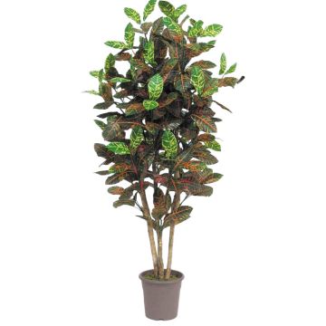 Croton décoratif JULISSA, tronc en bois véritable, multicolore, 200cm - Made in Italy
