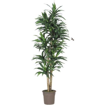 Dracaena Fragrans artificiel KANDIDA, troncs naturels, vert, 150cm - Made in Italy Dracaena Fragrans artificiel KANDIDA, troncs naturels, vert, 150cm - Made in Italy