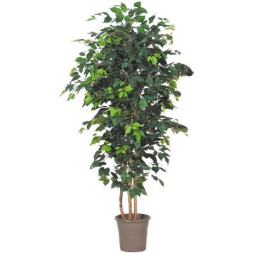 Ficus Benjamina décoratif LEONORET, troncs en bois véritable, vert, 275cm - Made in Italy