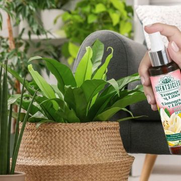 Fragrance Lemon Fern - Décoration parfumée fraîcheur pour plantes vertes Fragrance Lemon Fern - Décoration parfumée fraîcheur pour plantes vertes