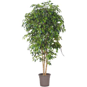 Ficus Benjamina artificiel LUDGARDIS, troncs naturels, vert, 200cm - Made in Italy
