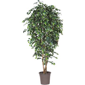 Ficus Benjamina artificiel LUDGARDIS, troncs naturels, vert-blanc, 225cm - Made in Italy Ficus Benjamina artificiel LUDGARDIS, troncs naturels, vert-blanc, 225cm - Made in Italy