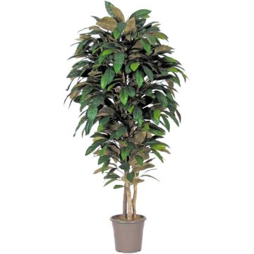 Magnolia décoratif MARZELLINE, troncs naturels, vert, 200cm - Made in Italy