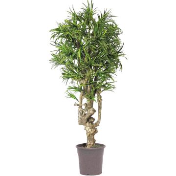 Dracaena Reflexa Jamaica artificiel OZIOMA, tronc en bois véritable, vert-jaune, crossdoor, 200cm - Made in Italy Dracaena Reflexa Jamaica artificiel OZIOMA, tronc en bois véritable, vert-jaune, crossdoor, 200cm - Made in Italy