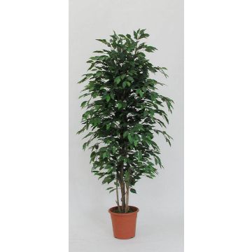 Ficus Benjamina décoratif KONRADE, troncs en bois véritable, vert, 200cm - Made in Italy
